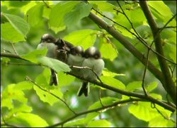 long-tailed tits