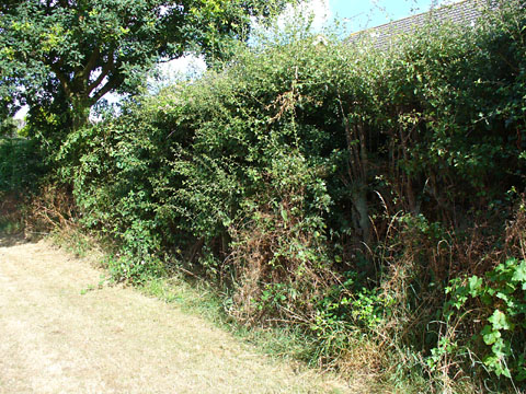 cycle path hedge