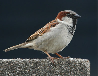 cock sparrow