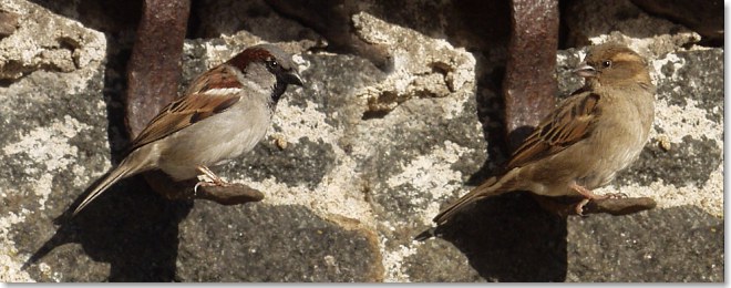 sparrows