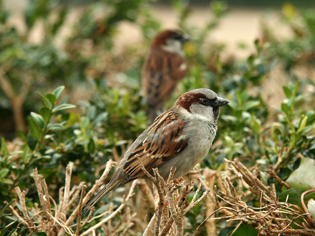 male house sparrow