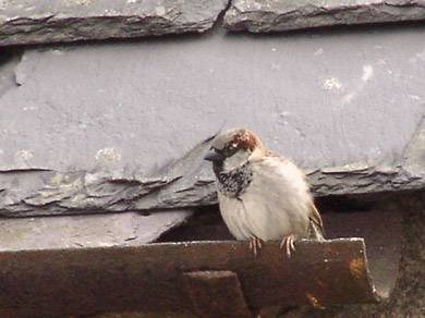 male house sparrow at nest site