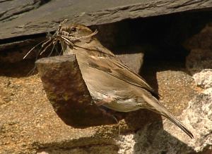 sparrow at nest site in eaves